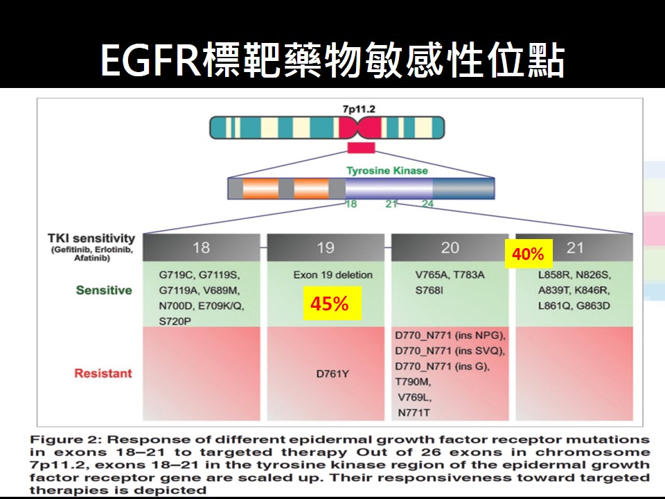 20181117 第1版 EGFR陽性晚期肺癌 2