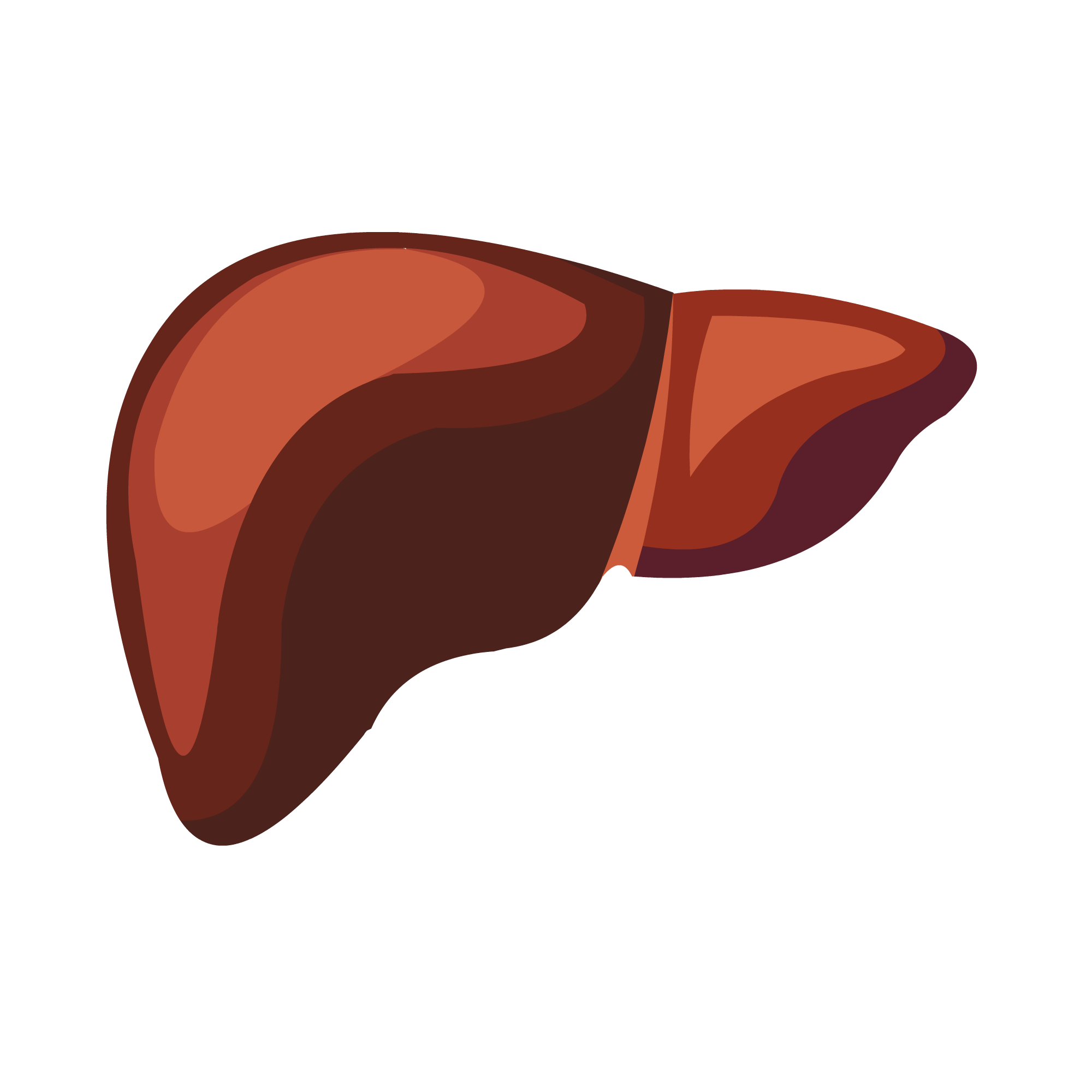 Pngtreehand drawn human organ liver 4726000